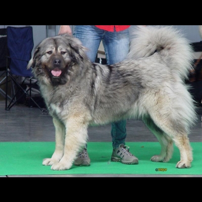 IDS PRAGA'18 - VALKYRIA
